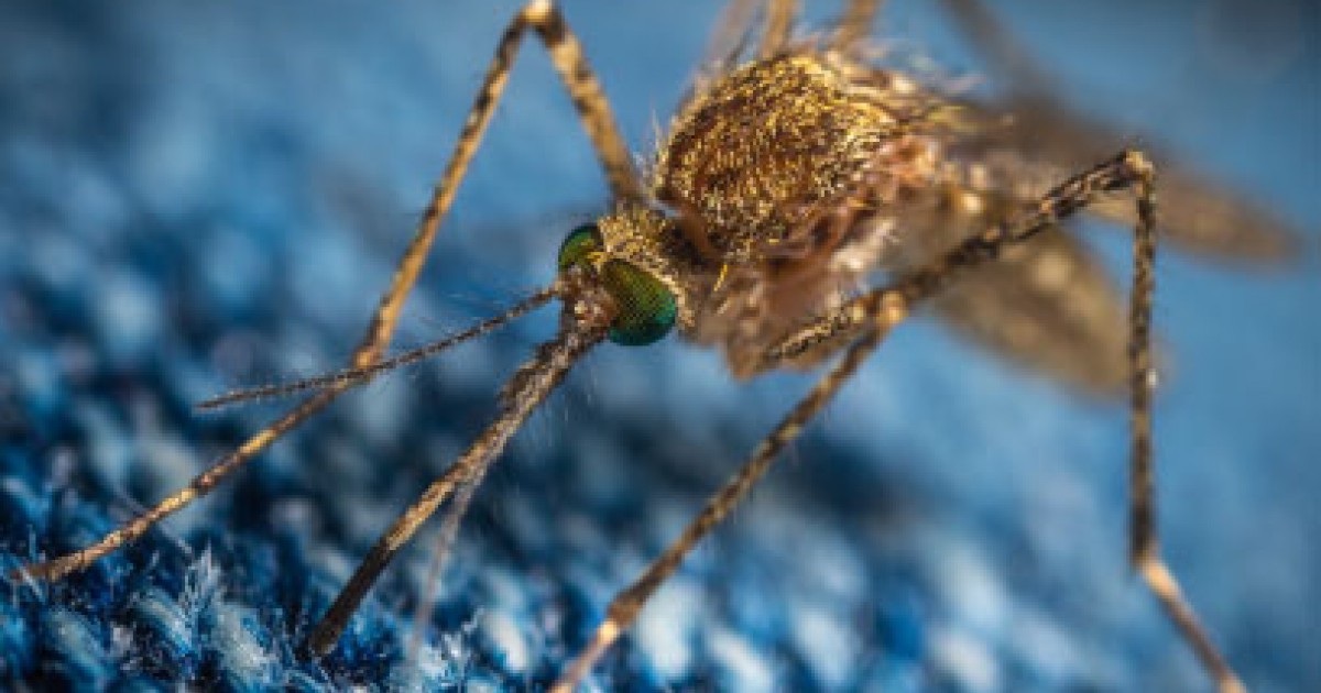 10 curiosities about mosquitoes: what are they for? | Windowo